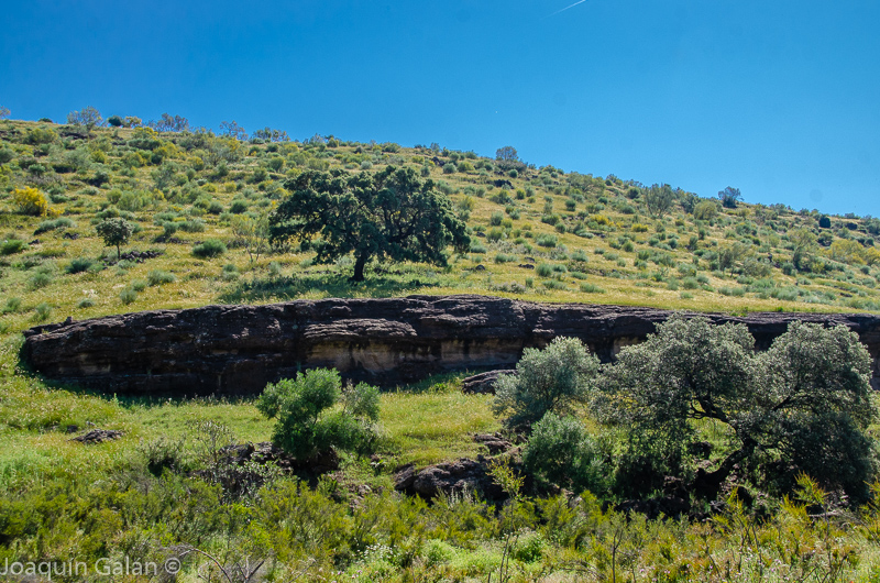 JoaquinGalanEs's tweet photo. .@GeolodiaES #Geoladia22 en #AlmadenDeLaPlata, afloramientos de #conglomerados de la serie detrítica inferior, cubiertos por #colada de #basaltos.
#Geologia #Ciencia #Geoladia #Geolodía2022 #SierraMorena #Sevilla https://t.co/oTDatP74yy