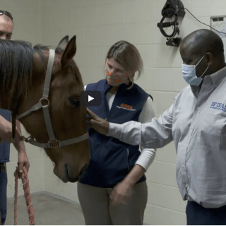 UFVetMed's tweet photo. Equine recurrent uveitis, also called moon blindness, is the leading cause of blindness worldwide in horses. This new study from Dr. Caryn Plummer in @SciReports  looks at a whole new approach to treating this devastating disease with promising results. https://t.co/HUrdgzeFCG https://t.co/V6Mn2wKaDO