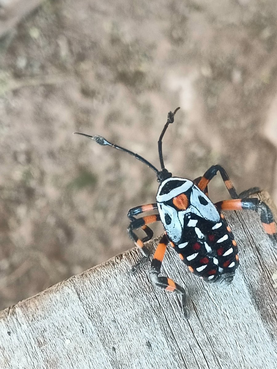 La diversidad de insectos comestibles en México, es enorme y algunos son tan hermosos como deliciosos.