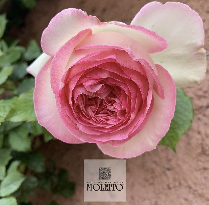 Vini_Moletto's tweet photo. Eccole! Le rose del Moletto.
🌸
Here they are! The #EnglishRoses at #MolettoWinery are blooming.
.
#RoseInglesi #Roses #rosarosae
#LerosedelMoletto
#Moletto #GreenWinery #MolettoWines #ViniMoletto https://t.co/O36Y8UGLPE