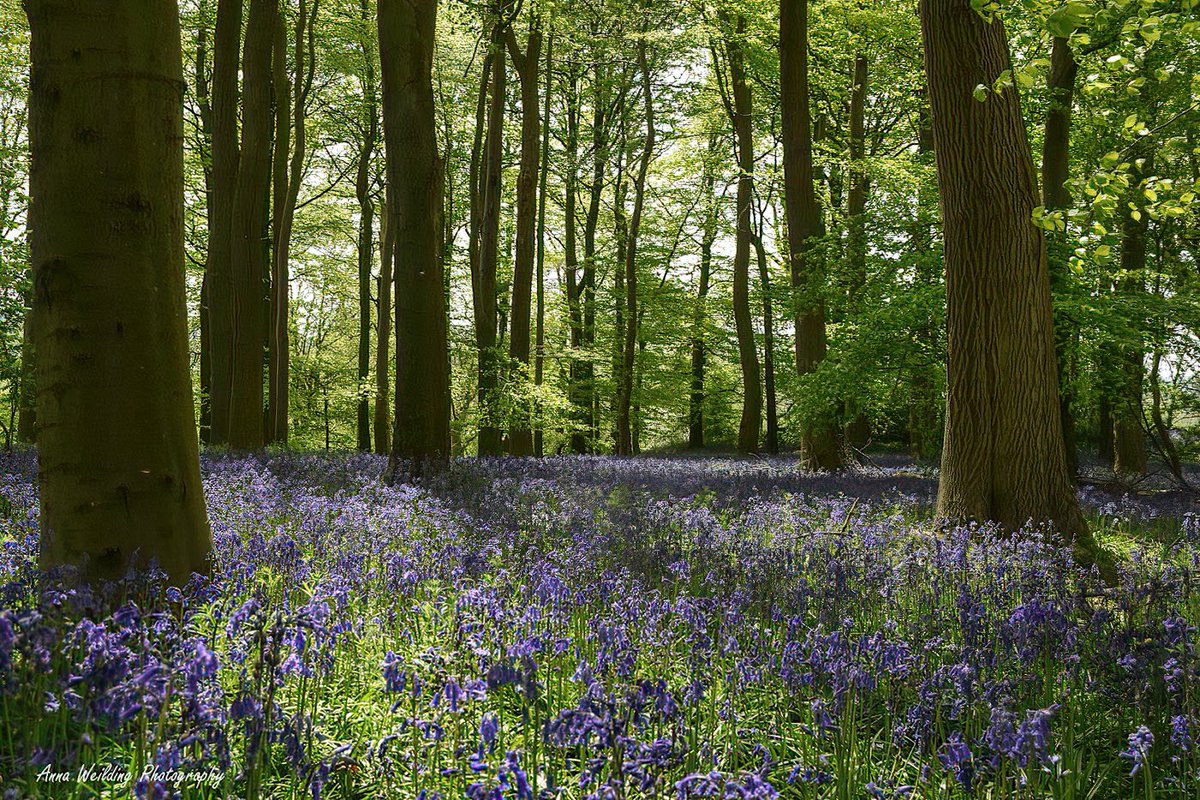 AnnaWeilding's tweet photo. Rougemont Woods, the bluebells are so beautiful 💜

#bluebells #woods #spring #landscape #landscapephotography #photography #photooftheday #nature #naturephotography #flowers #flowerphotography #trees #capture   #wildlifephotography #beautiful #picoftheday #photographydaily https://t.co/24XxpkPk9Z