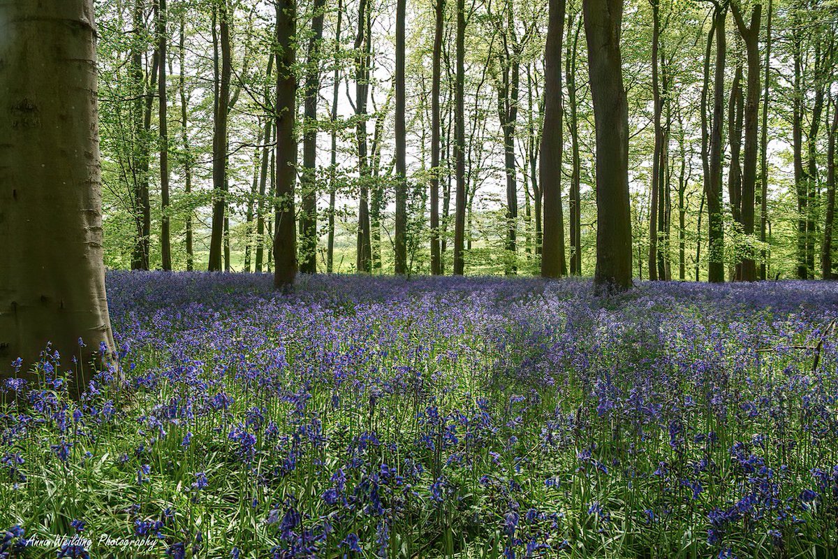 AnnaWeilding's tweet photo. Rougemont Woods, the bluebells are so beautiful 💜

#bluebells #woods #spring #landscape #landscapephotography #photography #photooftheday #nature #naturephotography #flowers #flowerphotography #trees #capture   #wildlifephotography #beautiful #picoftheday #photographydaily https://t.co/24XxpkPk9Z