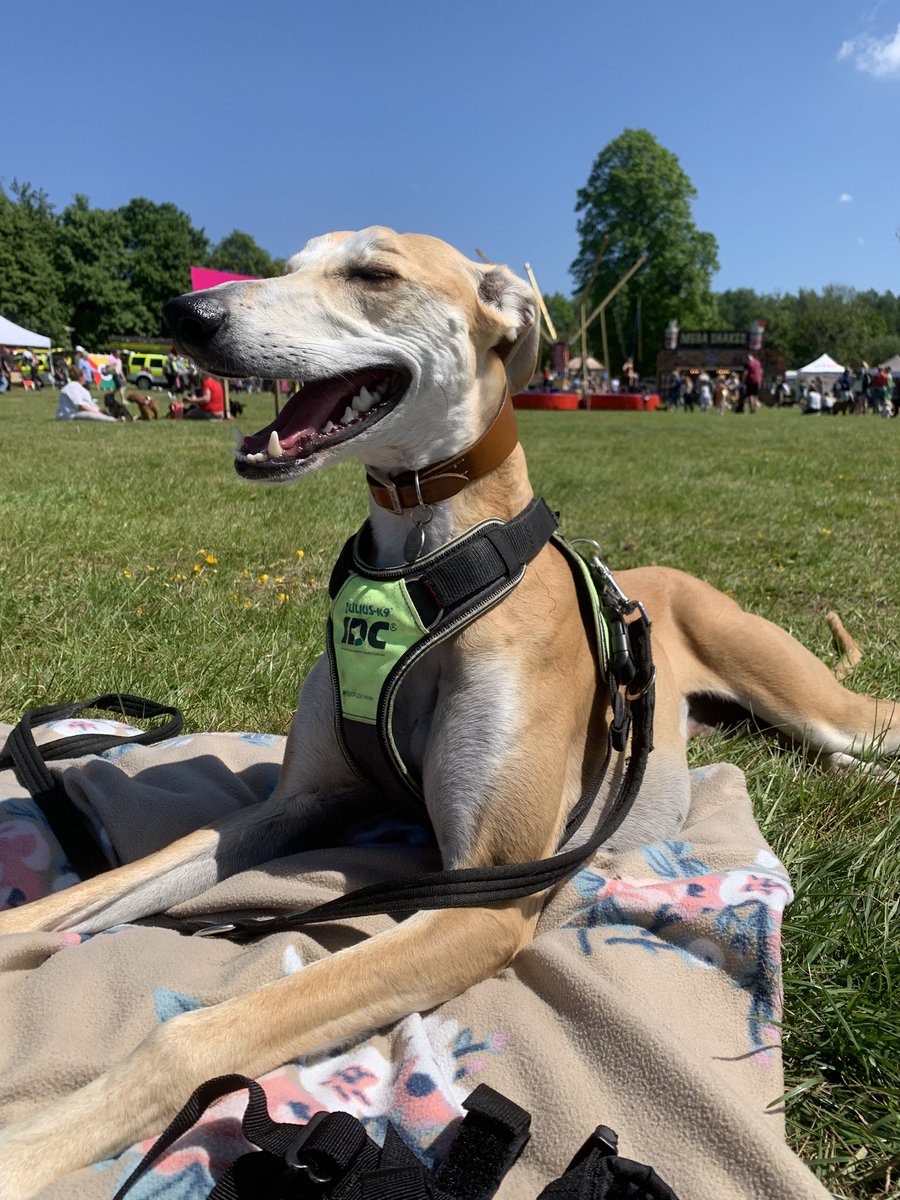 MJ_TAITO's tweet photo. @DT_Salisbury @DogfestUK A great day and very happy to meet the Salisbury team at the Dogs trust village, Hank our Dogs trust rescue loved his reunion. Keep up the amazing work you all do 😀 https://t.co/l5HPIdW4lE