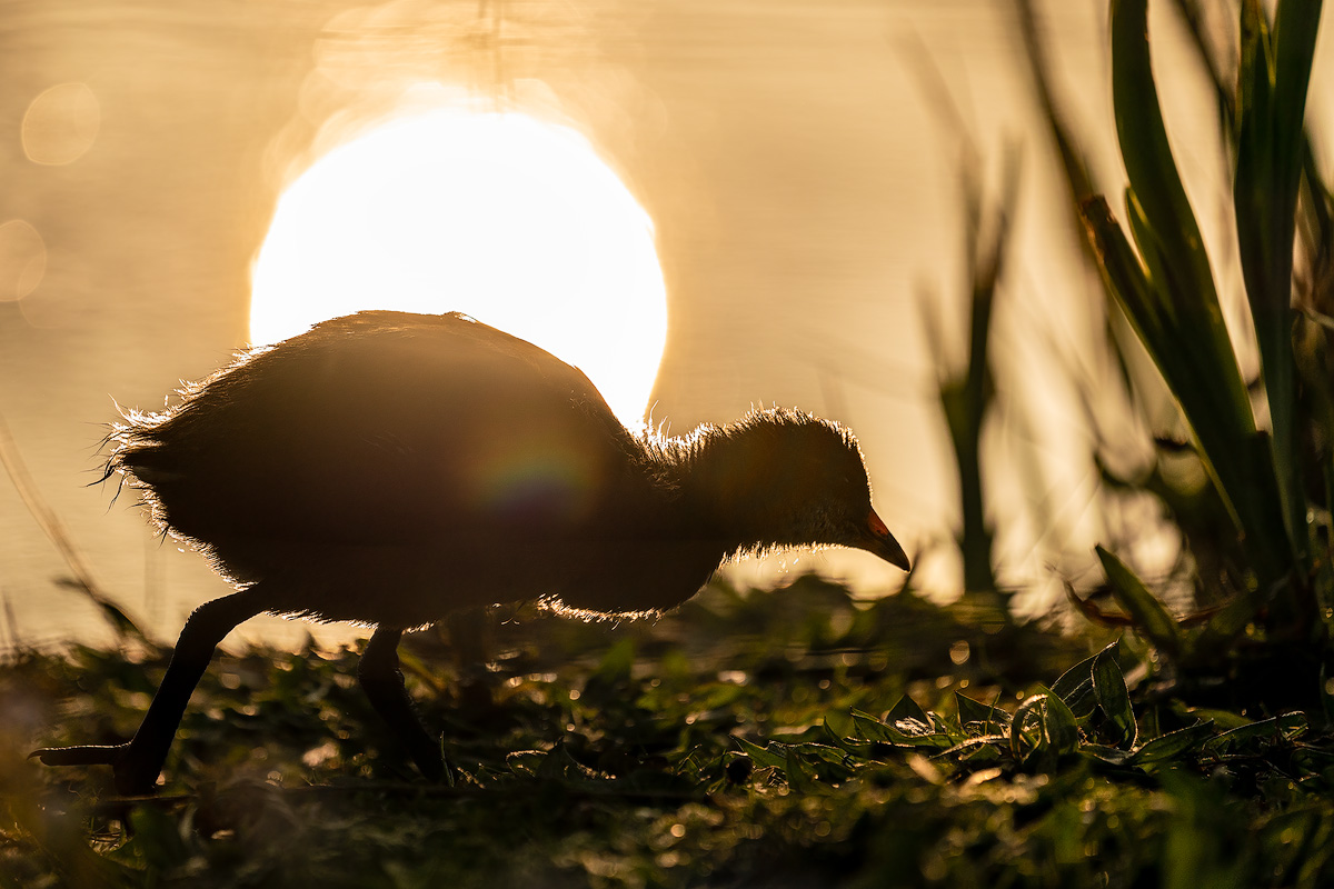 Moorhen Chick
The Moorhen name is a corruption of the English language: the "moor" in this case refers to "meres", or small lakes, and the name moorhen simply means "bird of the marshes".
#photohour
#TwitterNatureCommunity
#nearbywild
#iNatureUK
<a href="/Natures_Voice/">RSPB</a>