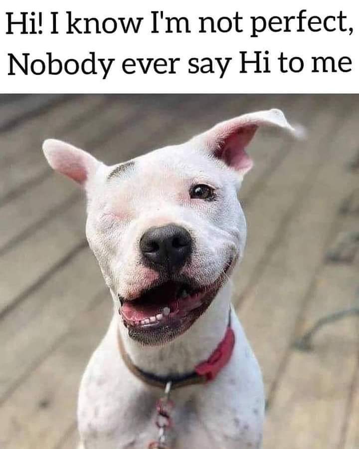 Happy Dog tweet media