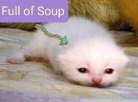 Smitterson Smitsberg🐱🪐 tweet media