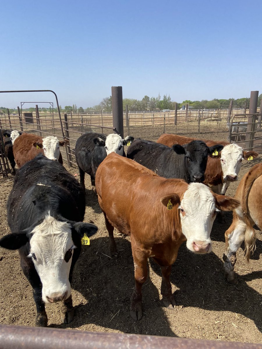 LWFeed's tweet photo. We’ll be taking 4 head Wednesday morning for slaughter. We are planning on having Atleast 2 of these beefs split into halves, with possibly the other 2 split into 50/lb boxes! Feel free to contact us if you’re interested in securing some meat for the summer! https://t.co/yBjrpgKjou