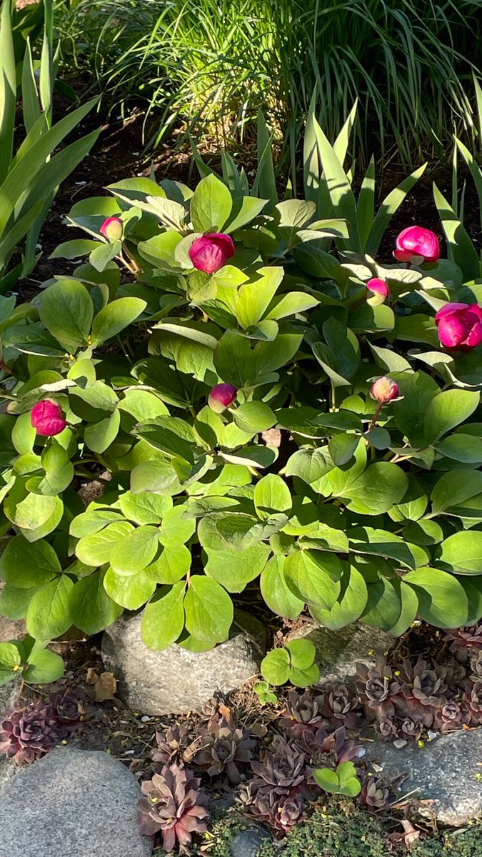 pentictonpost's tweet photo. First #peony of the season… a Himalayan wild species🌱. #gardenshour #rockgarden #springvibes #flowerreport https://t.co/hQpl8whgKt