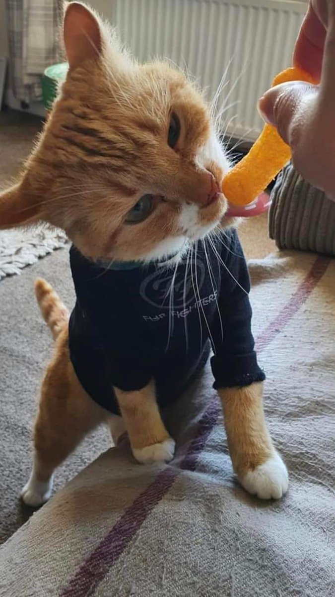Angiekav's tweet photo. @GaryLineker @walkers_crisps you need to get involved with wotsit Wednesday over on facebook. The worlds best dressed cat morgan squires-watson needs help fundraising! @MogmansWardrobe https://t.co/sHwEW6j1Ns