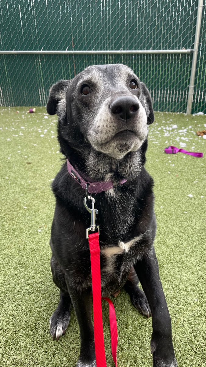 Humane Society of Summit County tweet media