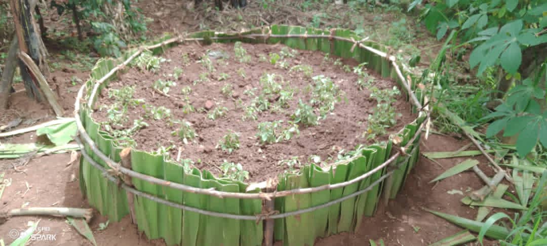 RutareRyvcp's tweet photo. Uyu munsi tariki 9/5/2022
Abakorerabushake,NYC  bo mu murenge wa Rutare muri gahunda yo kurwanya imirire mibi n'igwingira tubatse uturima tw'igikoni
@Gicumbi
@Rutare
@Youthvolunteers https://t.co/yh93GgnzNw