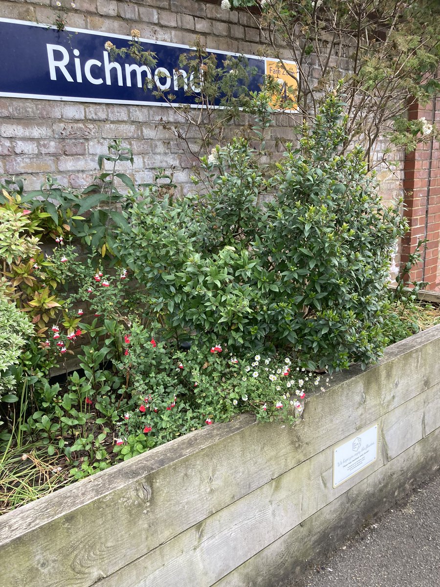 GreenFeltham's tweet photo. Bee Friendly Trust planters at Richmond station. Thanks to funding from @LBofHounslow and collaboration between #FelthamInBloom and @CharityFcda will hopefully have our first one of these installed at Feltham in the next couple of weeks. A similar construction but slightly lower https://t.co/qt53wVr407