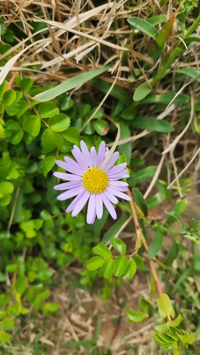 flowwerpurple's tweet photo. Pudimos encontrarnos entre esencias, entre los souvenirs y las cosas en común. 💜🌿🌸 https://t.co/0zpFmVPuTz