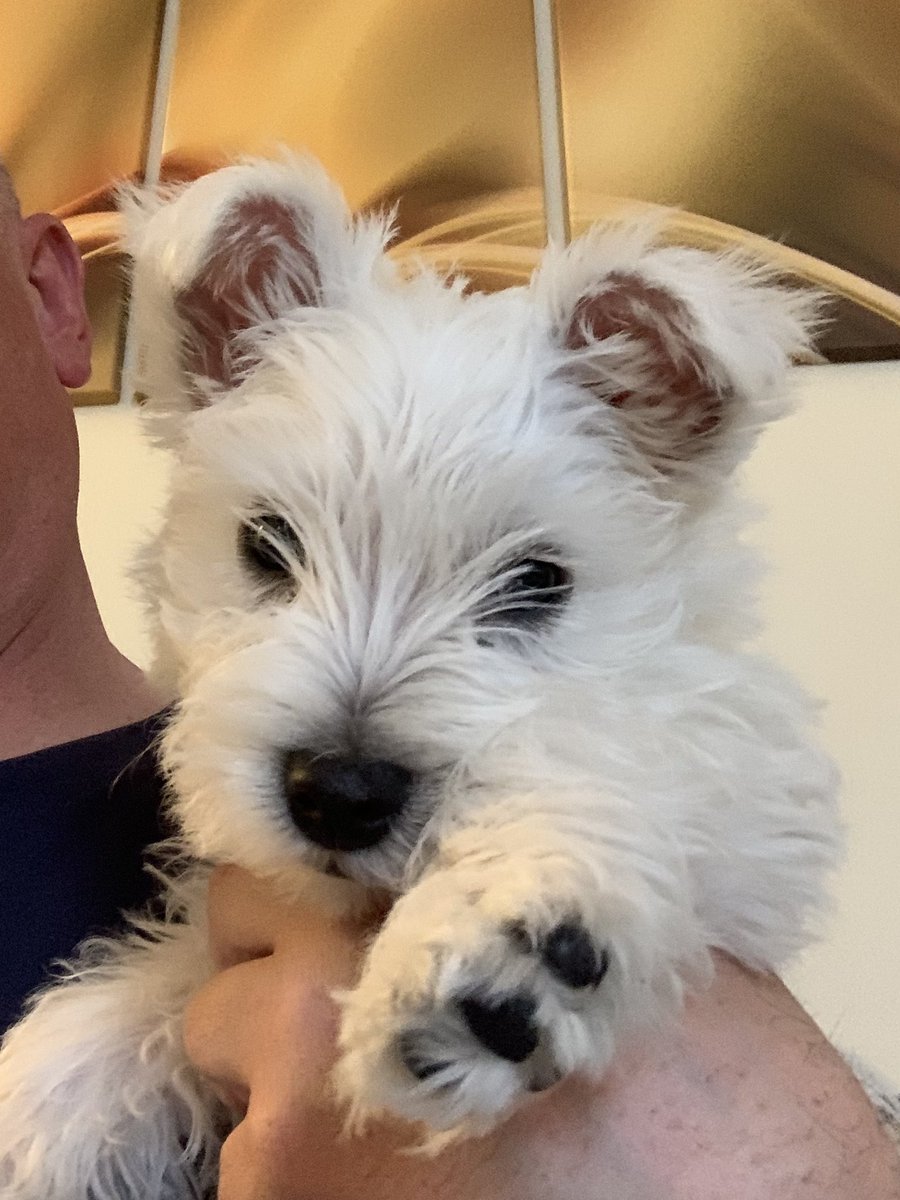 driseborough's tweet photo. Puppy selfie. 🐶😍#hamish #westie https://t.co/dxAxR6ht9t