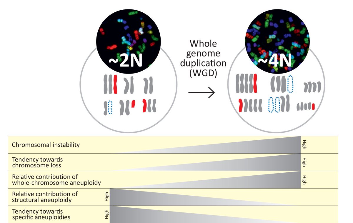 Prasad et al, find that #WholeGenomeDuplication shapes the #aneuploidy landscape of tumors and this interaction is important for tumor evolution. 
bit.ly/39OLjxs
@kristinakeuper