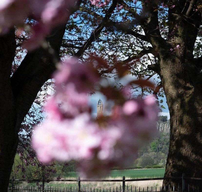 The Monument framed by a beautiful cherry blossom 🌸. IG/scotland_in_lux #VisitScotland