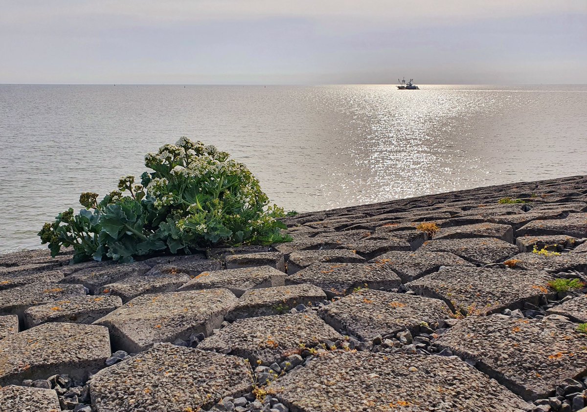 ArjaKastelein's tweet photo. #waddenzee #waddenkool #duiven #bootjes #nieuwewillemshaven https://t.co/lbtKgneHq0