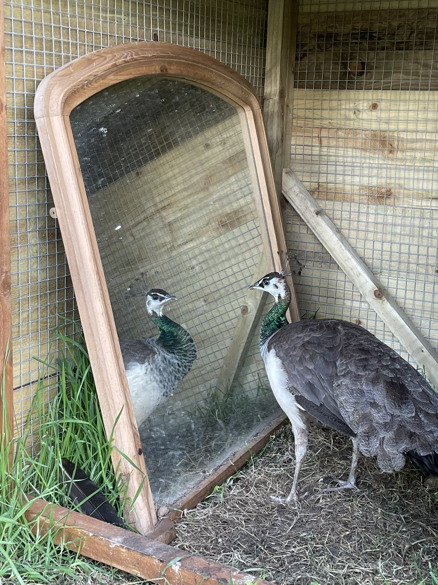 I'm worthy enough to follow my dreams and manifest my desires. I am abundant in my finances, in happiness, and in love.