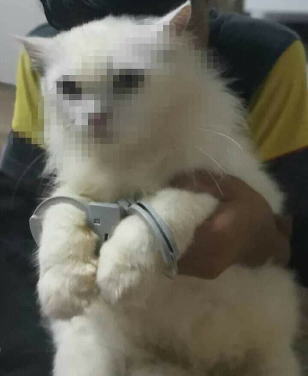 lbokeser's tweet photo. 56- "Kedi maması niye bedava değil, bizim paramız mı var amk" diye tweet attığı için tutuklanan kedi https://t.co/6slzX2wF2z