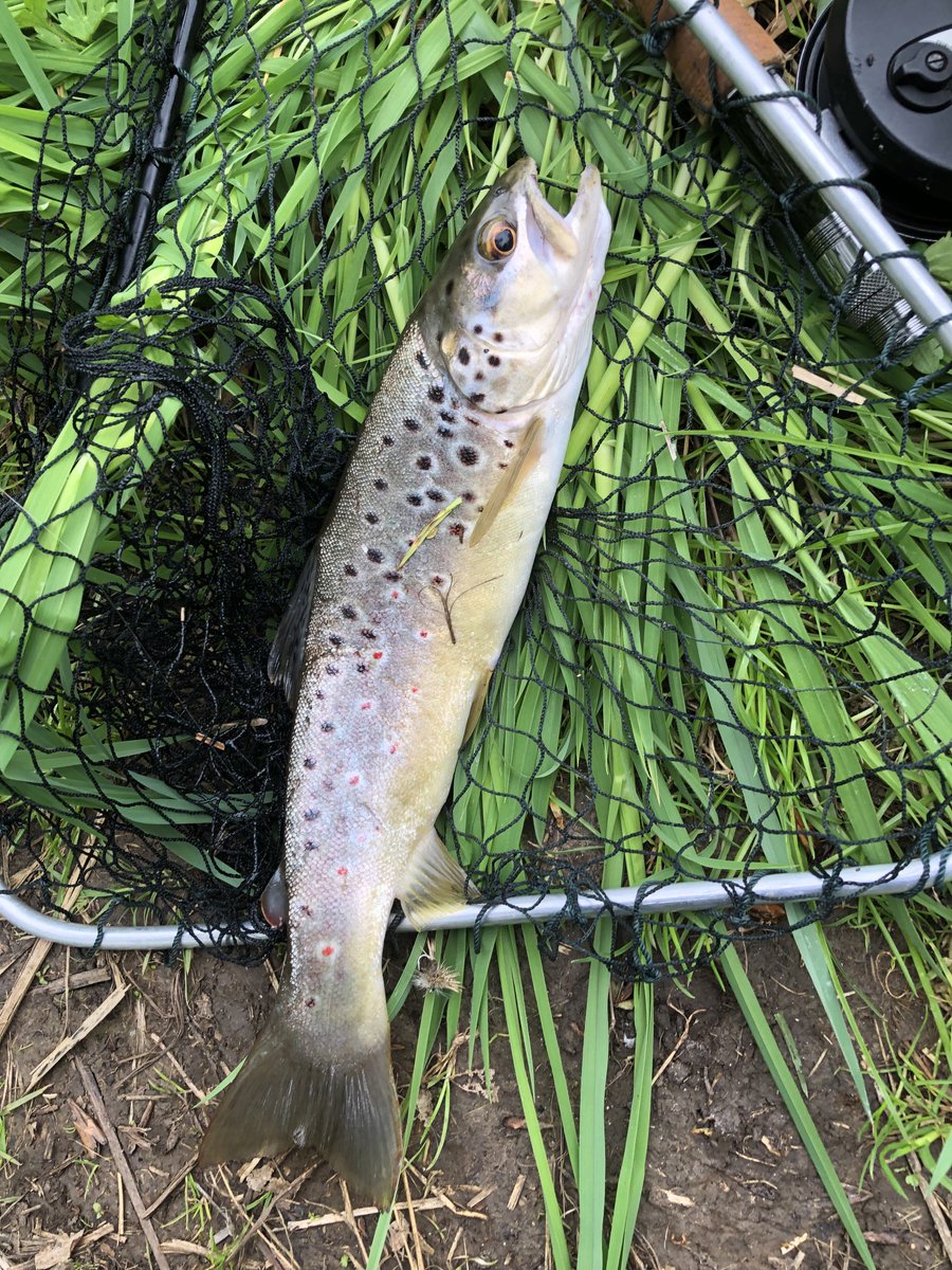 teegoodacre's tweet photo. First catch of the season .. now back in the muddy river #Glyme to enjoy another day .. Best bit of walking the bank was the sweetest richest aroma of #wildmint - nature at it’s glorious best https://t.co/9BSBAxX22H