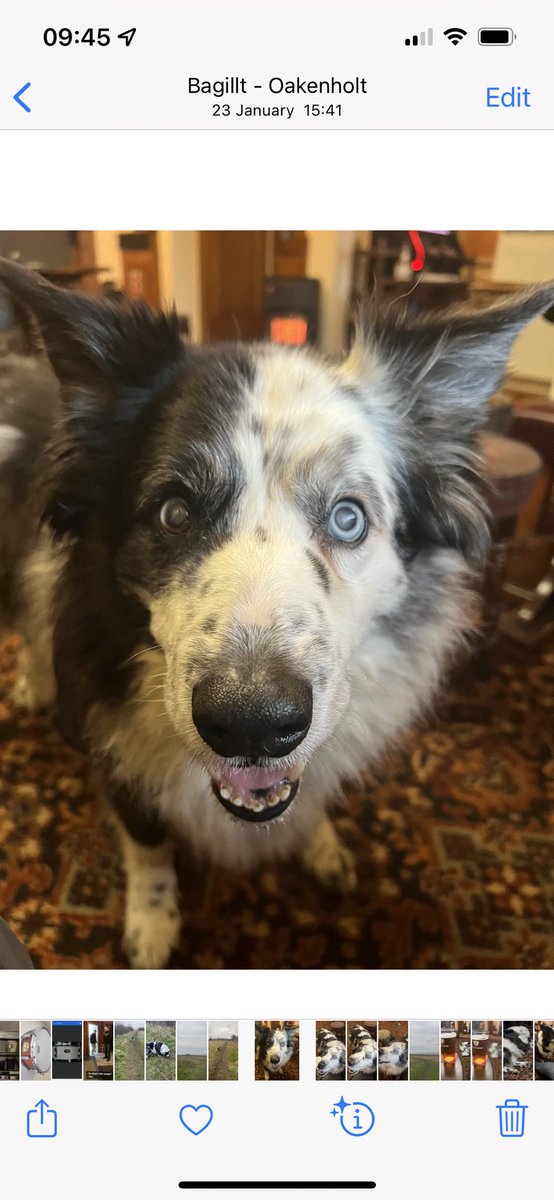 TaffytheBC tweet media