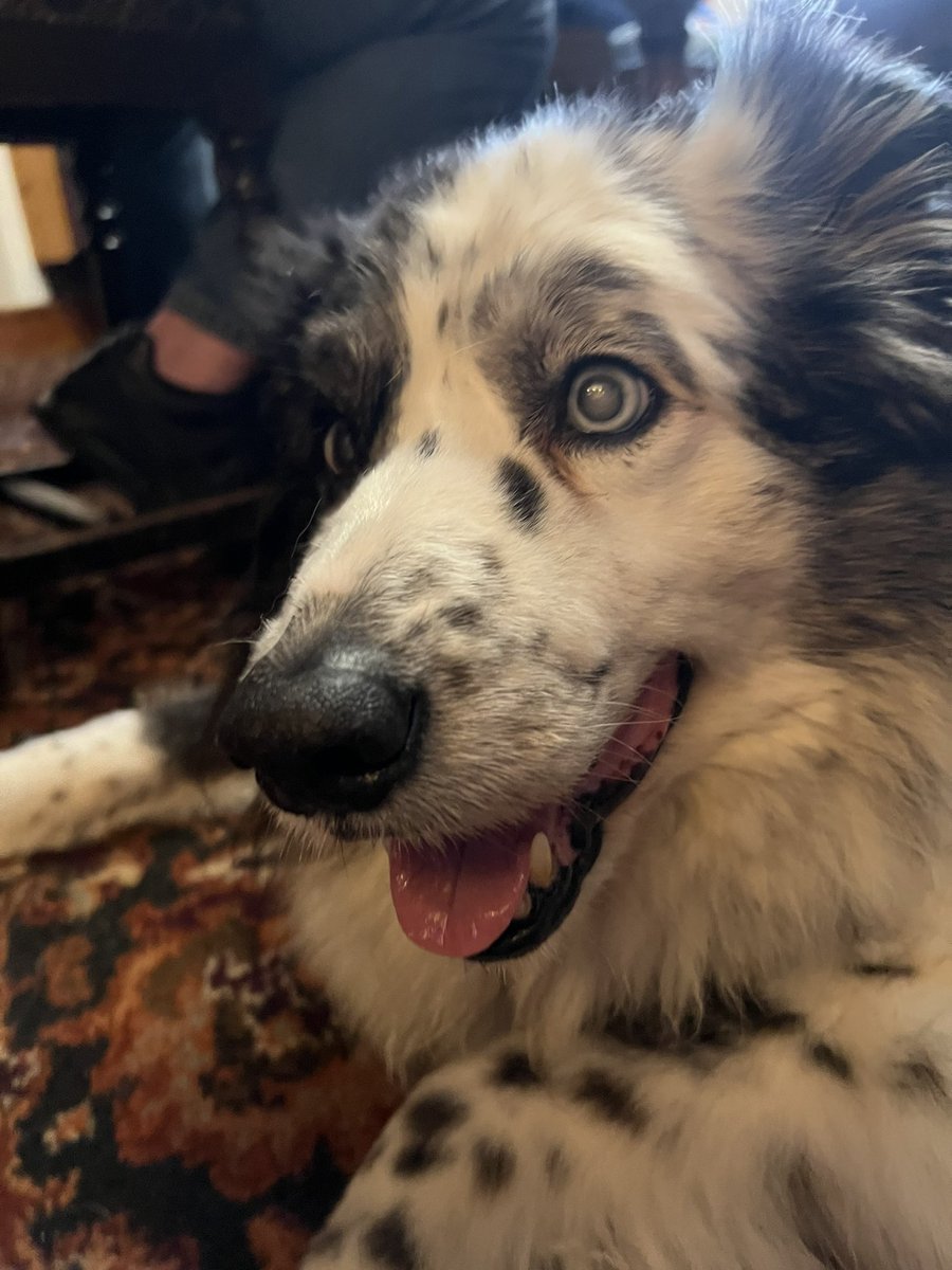 TaffytheBC tweet media