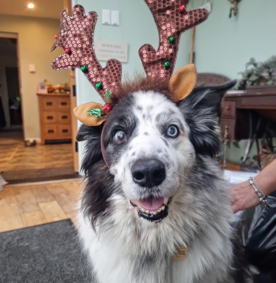 TaffytheBC tweet media