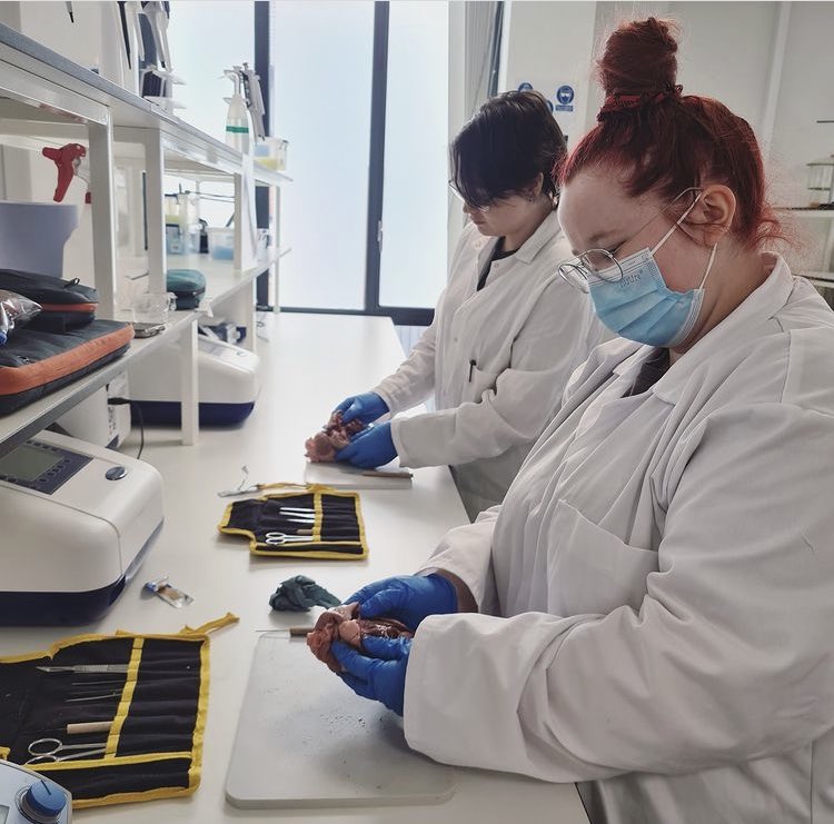 Our L5 students had a great day in the lab as part of their work based learning module doing heart dissections! <a href="/UoCMedSchool/">Chester Medical School</a> <a href="/uochester/">University of Chester</a>