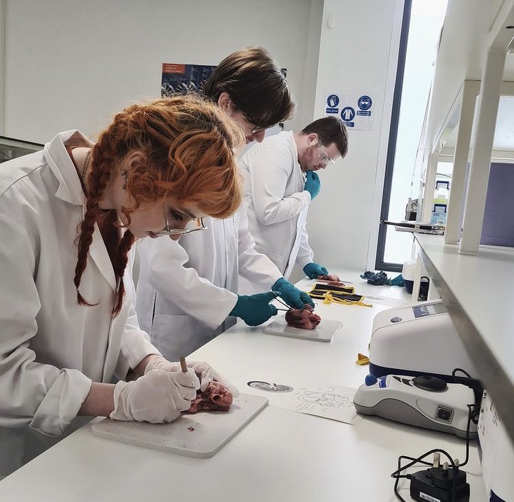 UCSbiosciences's tweet photo. Our L5 students had a great day in the lab as part of their work based learning module doing heart dissections! @UoCMedSchool @uochester https://t.co/00zxOg3945