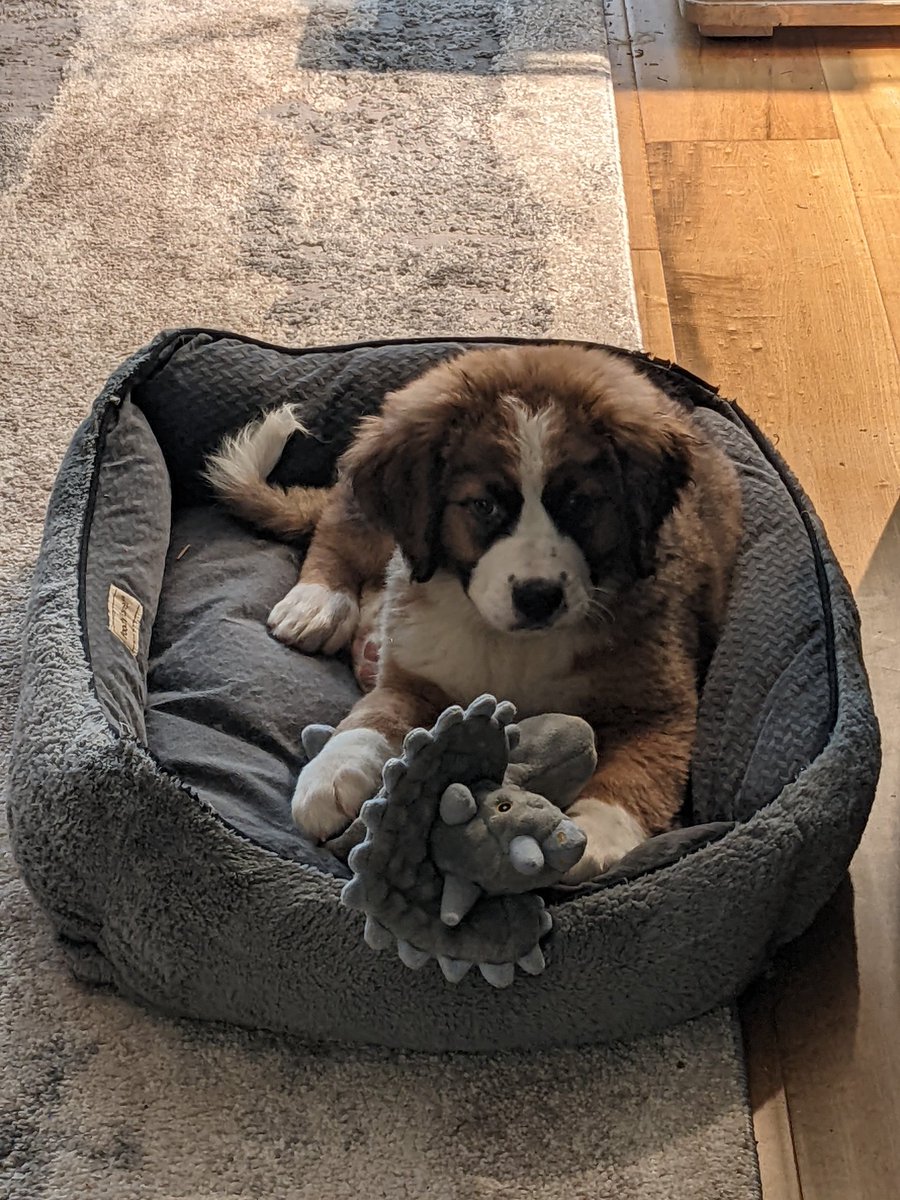 kclements's tweet photo. @grrl_geek @GSPJackJack St. Bernese. (Other dog is a sheepadoodle) https://t.co/NydeDvWdV4