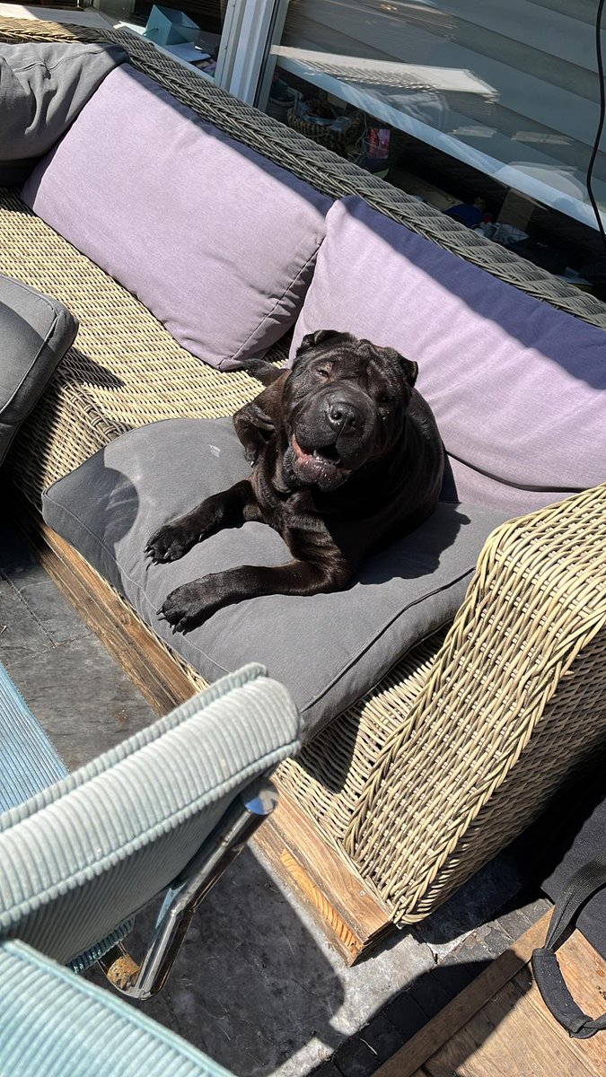 We zijn deze hond kwijt geraakt in de buurt van Bloemendaal bij de duinen.