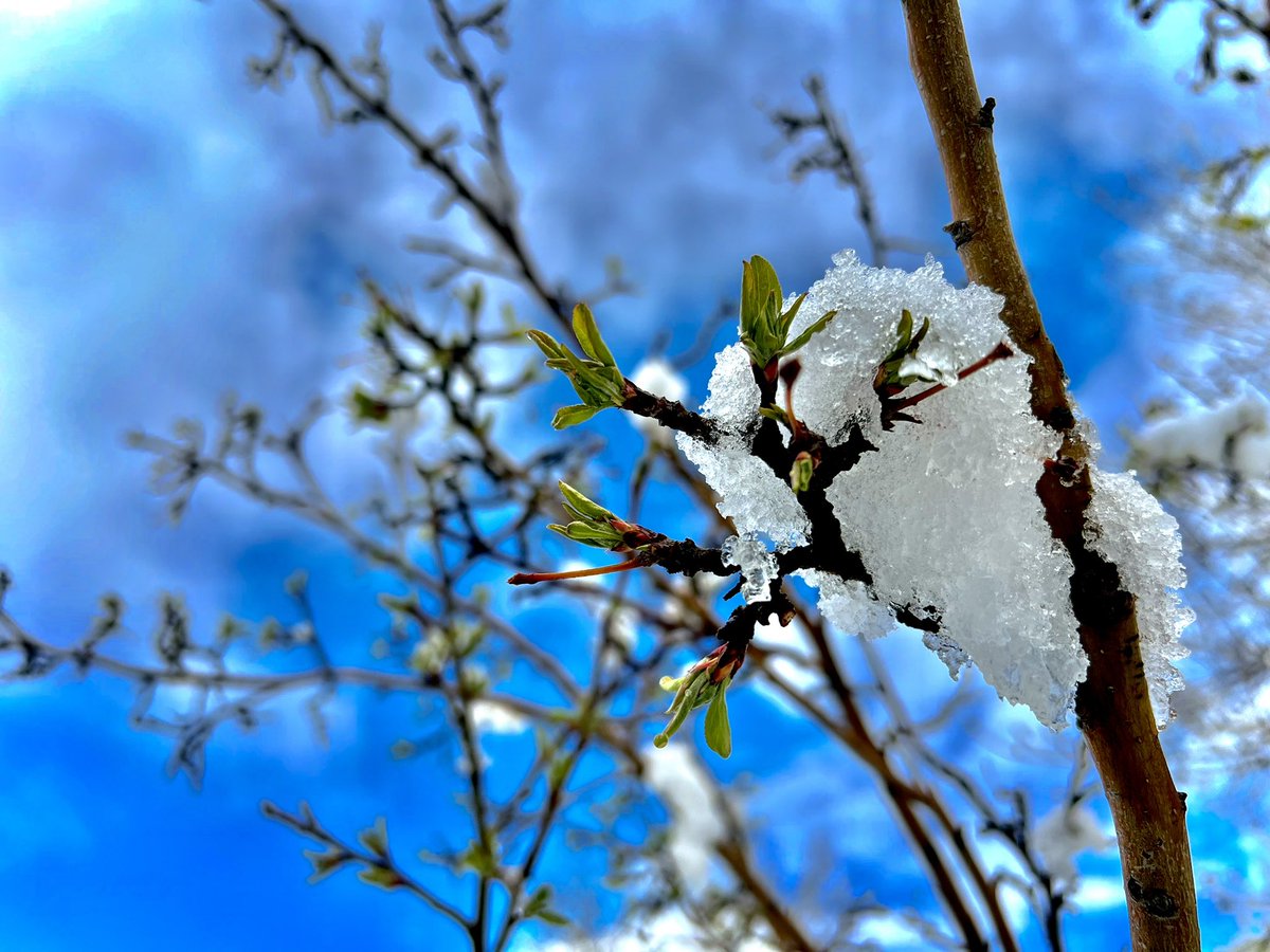 andrewcrayden's tweet photo. Spring has sprung 🌱 https://t.co/aEAJvBwjmt