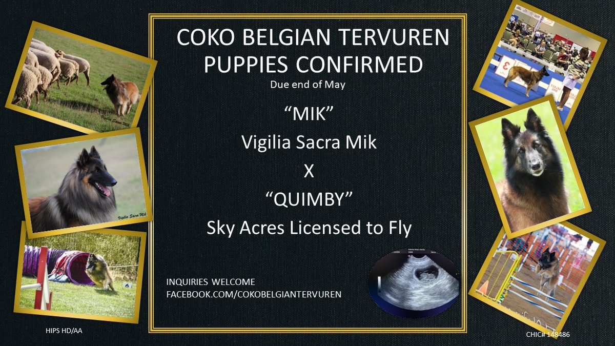 cokotervs's tweet photo. Puppies Confirmed! Serious Inquiries Welcome! #puppies #belgiantervuren https://t.co/kXV8646dQH
