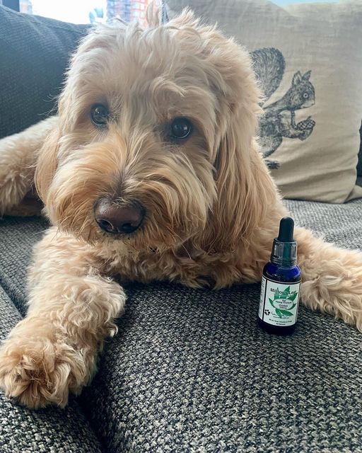 Penny the Mini Goldendoodle can’t wait to open her new Chicken flavored CBD tincture!! 🐶🐾 #citydog #cbdpets #cbd #cbdoil #goldendoodle #cbdforpets #cbdfordogs #milltorspets #vetapproved