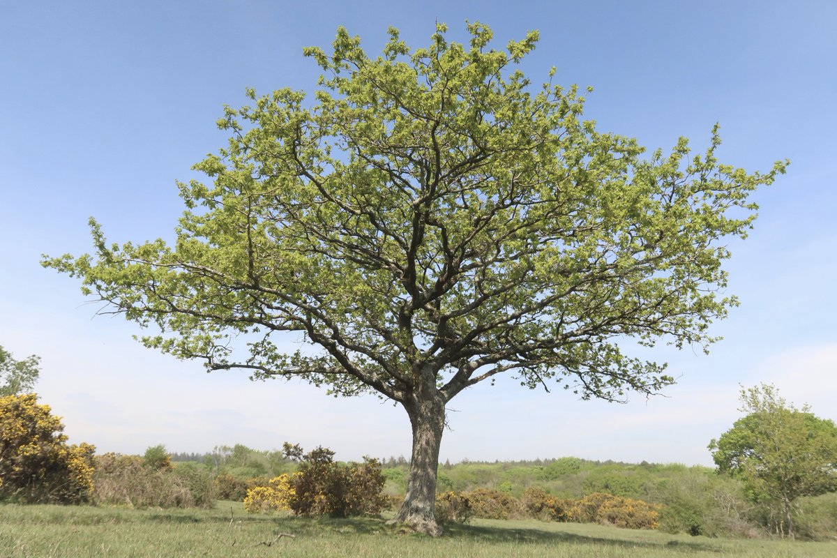 Little Cottage tweet media