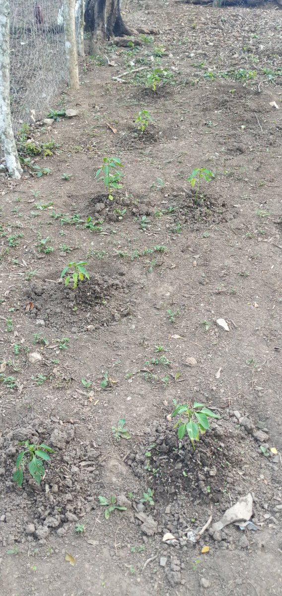 Plantas de Chiltoma Centro Cataluña