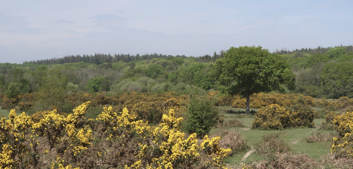 Little Cottage tweet media