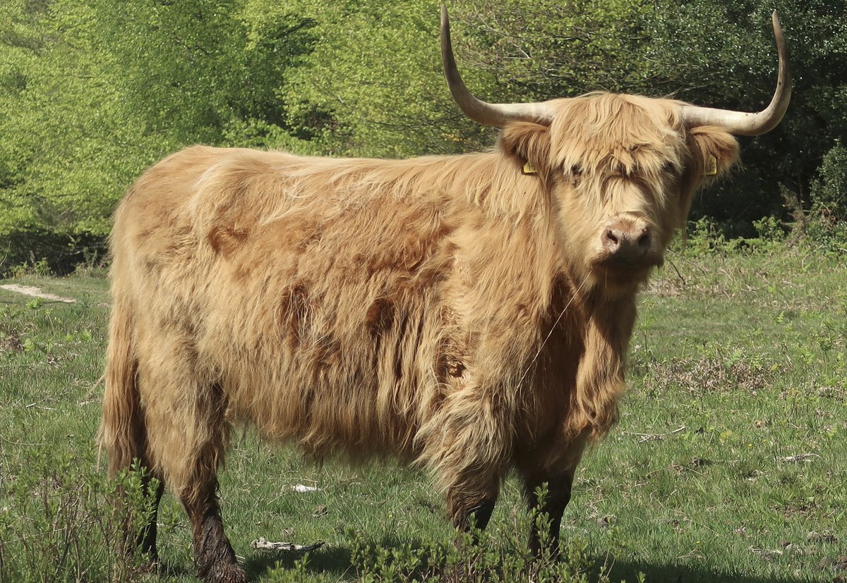 A walk close to <a href="/LittleCottagenF/">Little Cottage</a> today from Boundway in Tiptoe: the local 'lonely oak' is enjoying spring; a panorama - a brilliant yellow gorse year; the Avon Water level is remarkably low at the moment; and the highland cows were in the area.