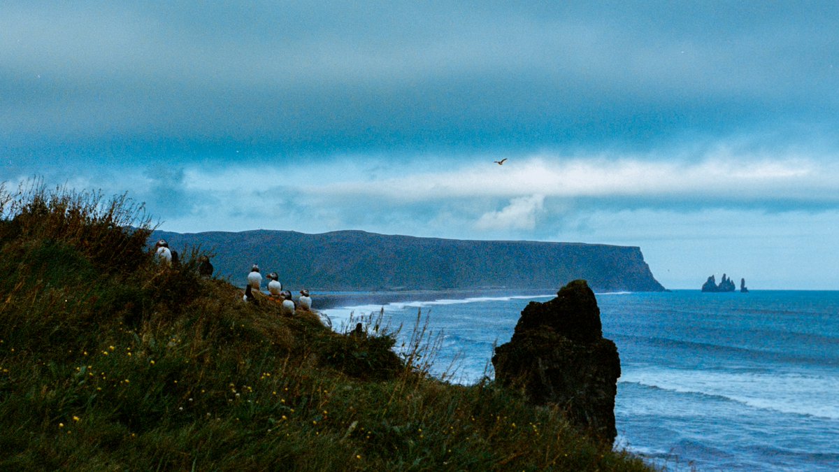 eamonsphotoss's tweet photo. film photography from iceland https://t.co/h29rC3lj8A