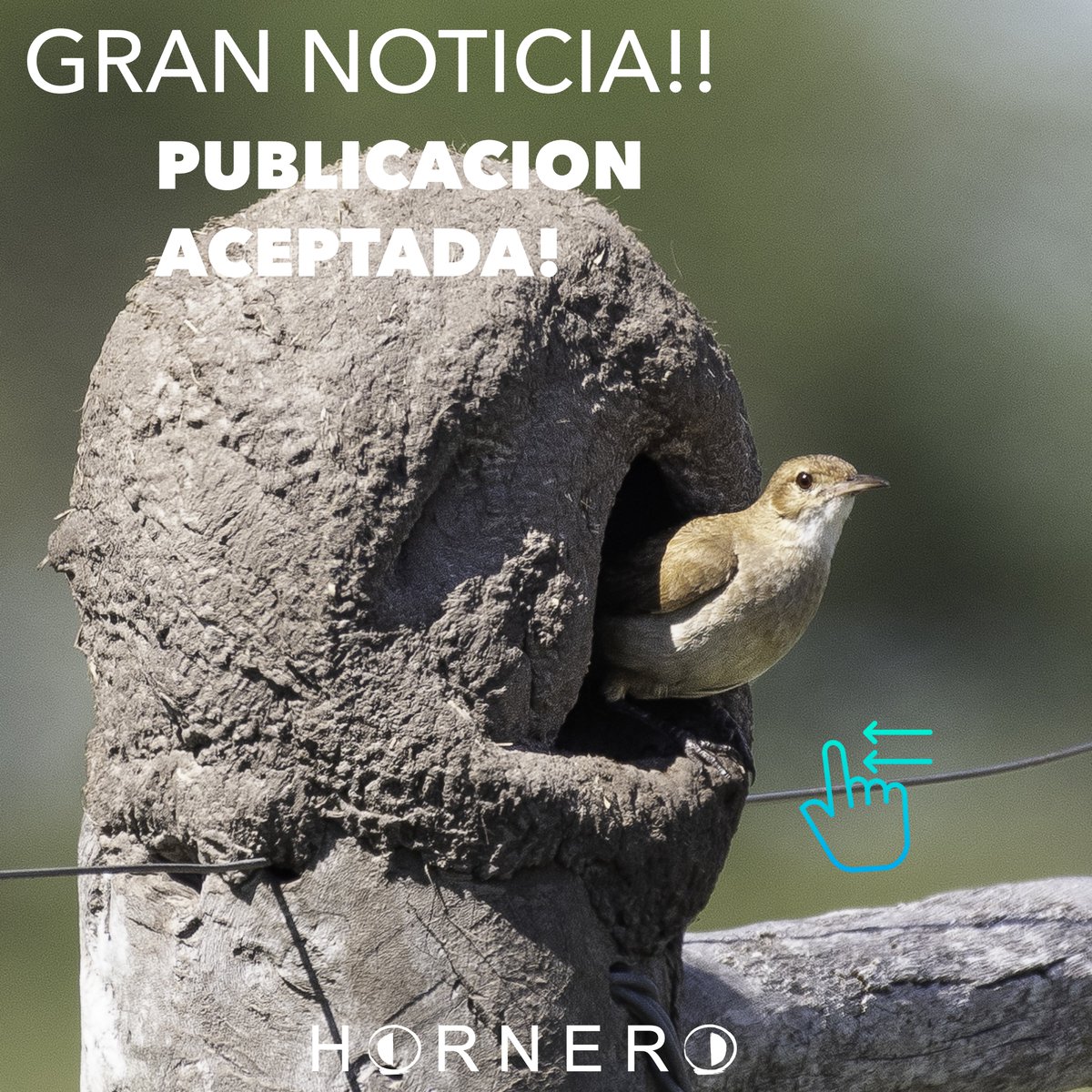 nidohorneros's tweet photo. PUBLICACION ACEPTADA!
CRISTALIZA UN PROYECTO QUE PARA NOSOTROS HA SIDO MARAVILLOSO!
#CienciaCiudadana
#hornero
#joaodebarro https://t.co/vJSY0Ggqk4