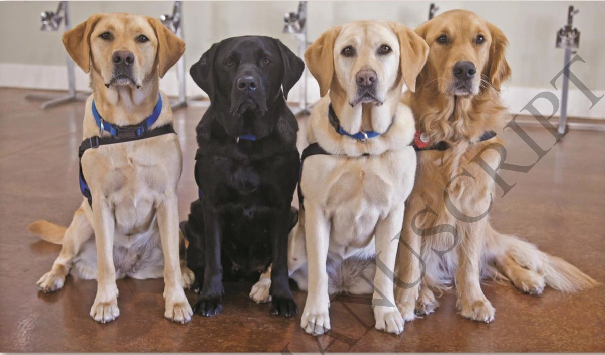 BogochIsaac's tweet photo. "Canine olfaction is an accurate and feasible method for diagnosis of SARS-CoV-2 including asymptomatic and pre-symptomatic infected individuals."
Great study.
https://t.co/81hsfzucBL, by M. Maurer et al.
(Possibly the best "Figure 1" of all time ⬇️) https://t.co/W2VrYD0UWv