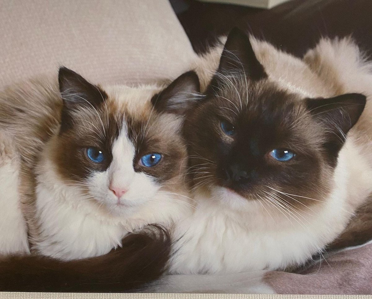 Looking for a home for these gorgeous 13year old pair!
Please help us find their forever family before they have to come into rescue
#rescuecats #ragdoll #Yorkshire