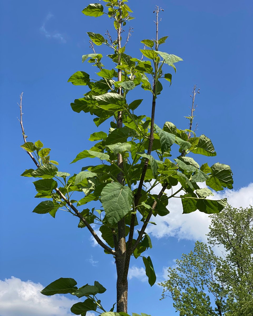 World Tree tweet media