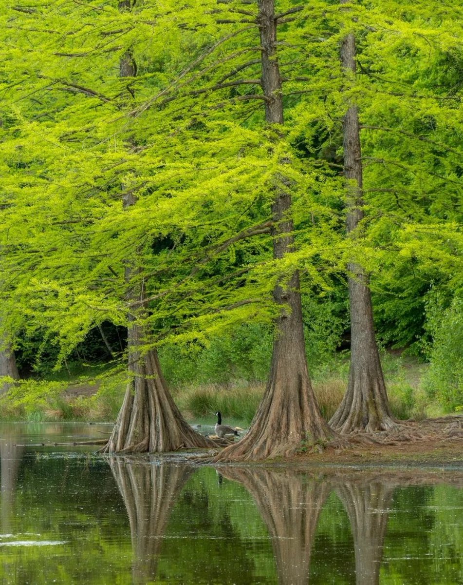 VanGoghNP's tweet photo. Yosemite National Park?
Nee hoor...
Gewoon het Wandelbos in #Tilburg.
Waanzinnig fraaie bomen, vastgelegd door Natasja Verbrugge (📸 via Instagram)
#VanGoghNP start bij je voordeur. https://t.co/iPZqIrATCC