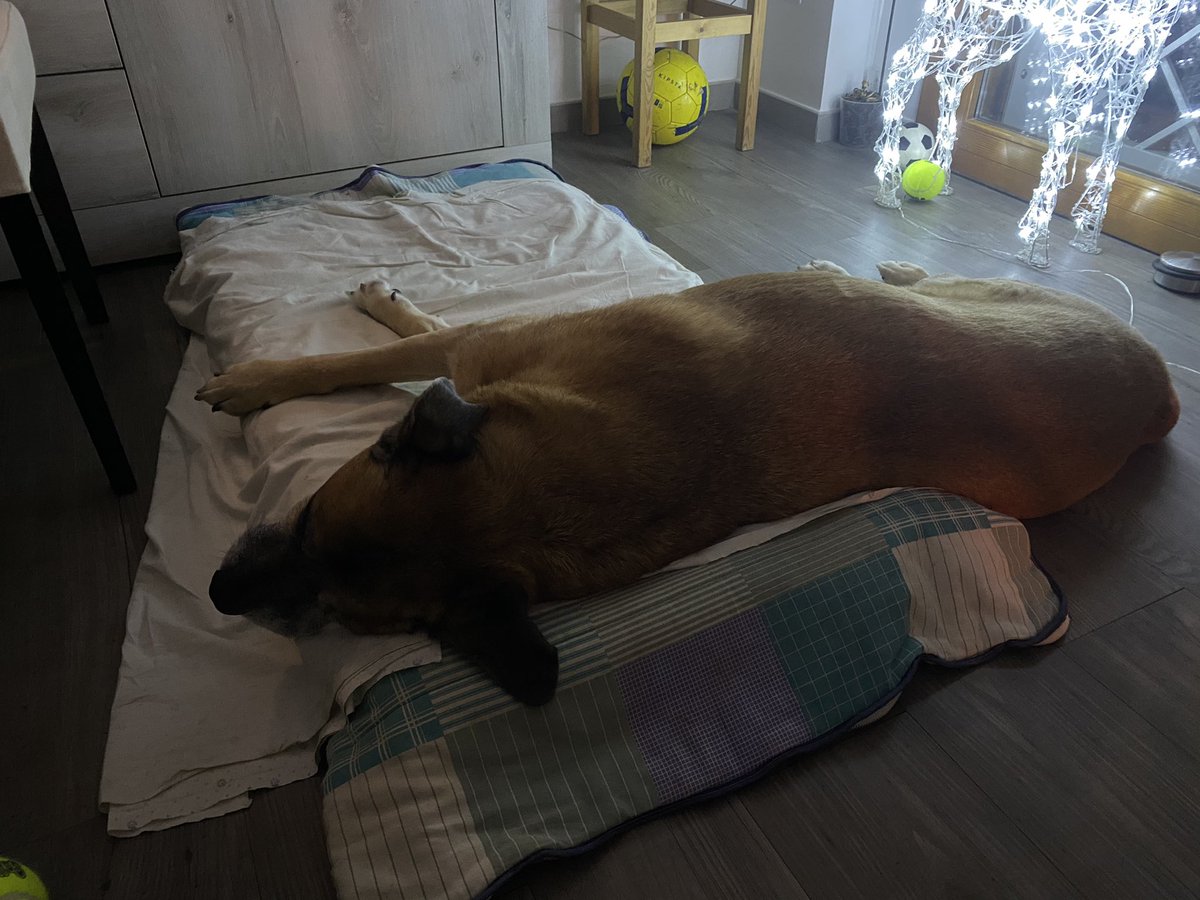 StefyZ784's tweet photo. @MaggieMayRose1 LEO🐕 and his own way to use his mattress he loved!😄🥰 https://t.co/tmRnfDHZLg