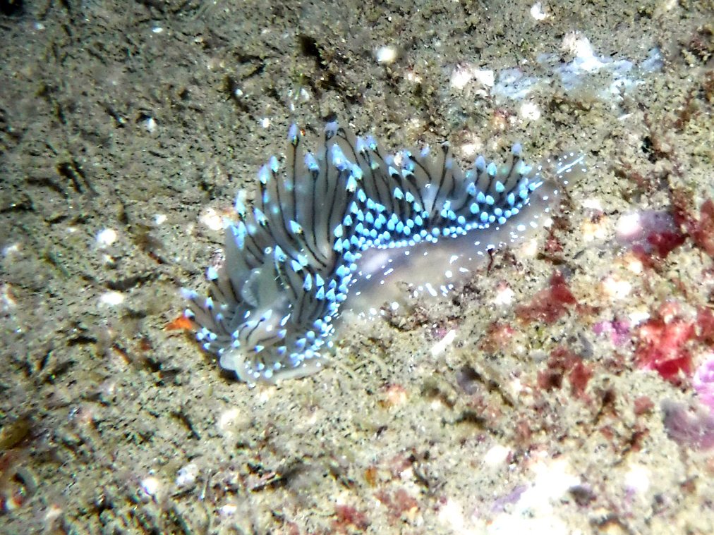 Shepherdcillo's tweet photo. #nudibranquios #janolus o #antiopella cristata. Esta no la tenía 😛😛😛 https://t.co/m10ub7DwYZ