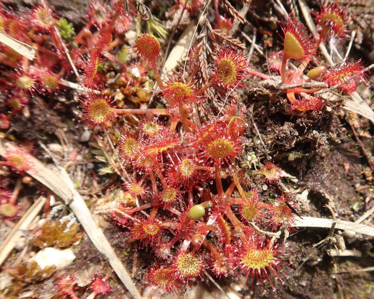 Little Cottage tweet media