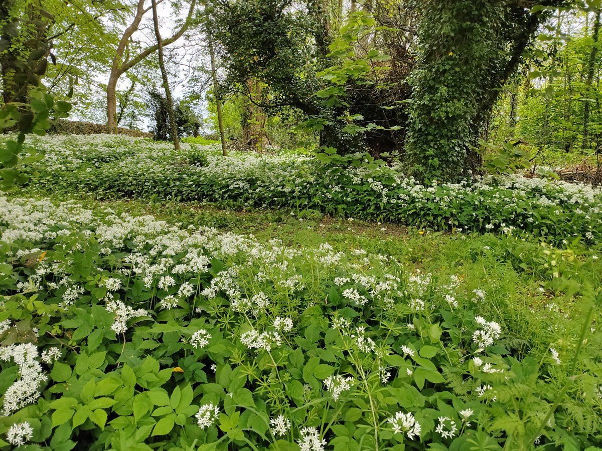 BigGBsociety's tweet photo. 11 mile recce for walk next week, Oxenholme, up the Helm and on to Kendal Castle. The flowers and blossoms were stunning https://t.co/yxz7kbq5OZ