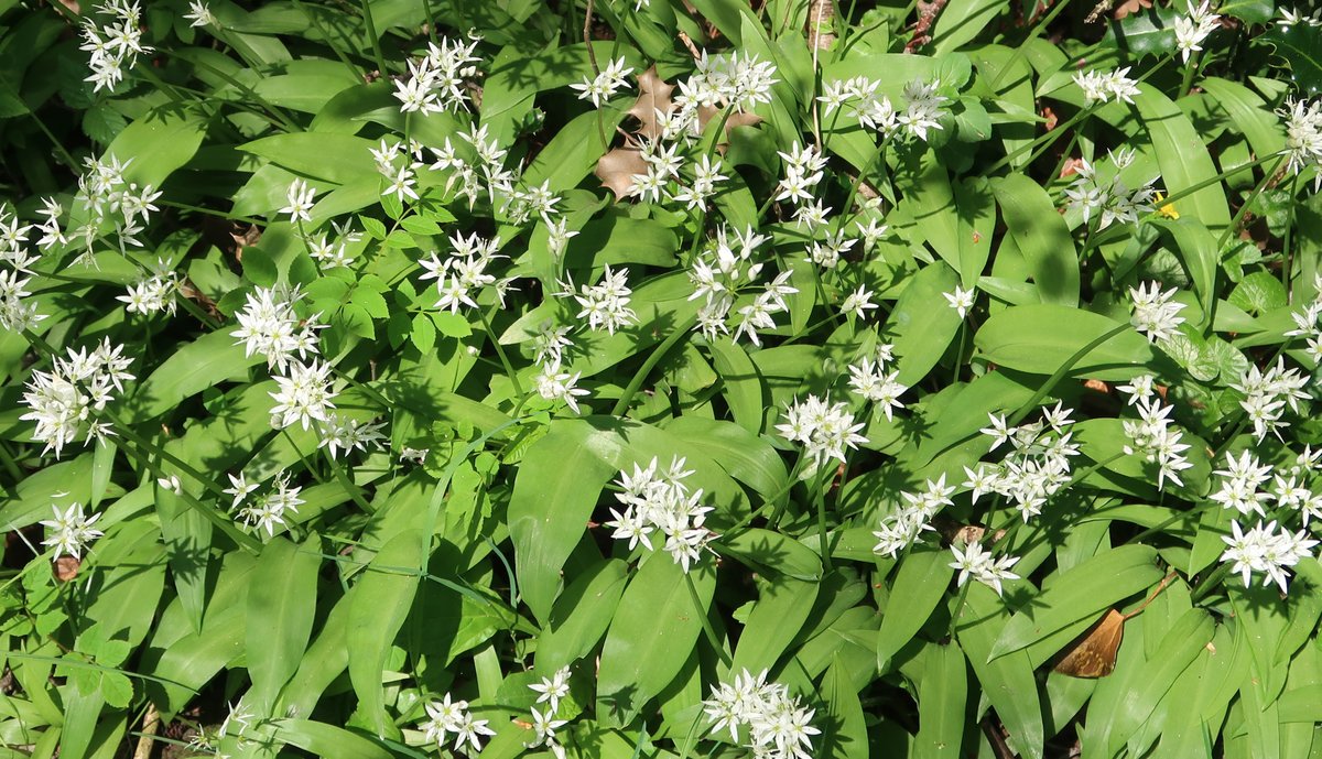 Little Cottage tweet media