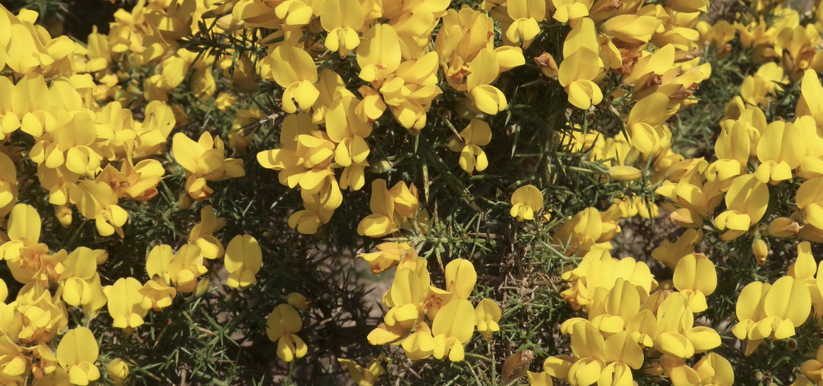 Little Cottage tweet media